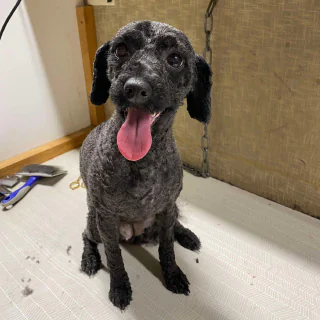 The dog after grooming at Kate’s Top Dog Grooming in Rosanna, looking clean and well-groomed.