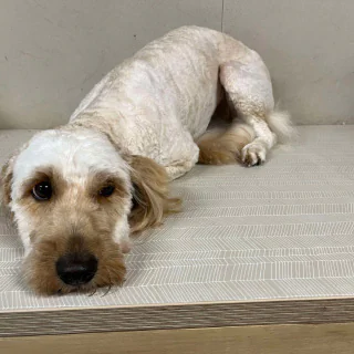 The dog after grooming, with a short and tidy coat, at Kate’s Top Dog Grooming in Rosanna.