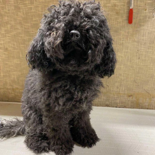 A fluffy dog before a grooming session at Kate’s Top Dog Grooming in Rosanna, with a long coat.