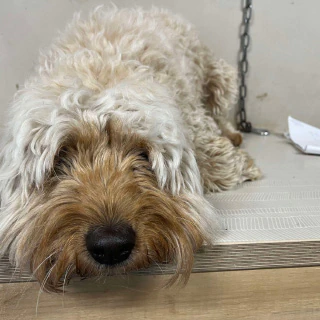 A medium-sized dog before grooming, with overgrown fur, at Kate’s Top Dog Grooming in Rosanna.