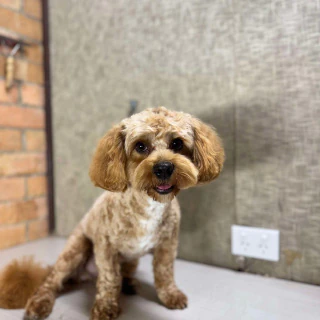 The same dog after grooming at Kate’s Top Dog Grooming in Rosanna, with a neatly trimmed and shiny coat.