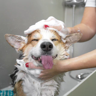 dog bath and brush