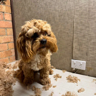 A dog before grooming at Kate’s Top Dog Grooming in Rosanna, with an untrimmed coat.