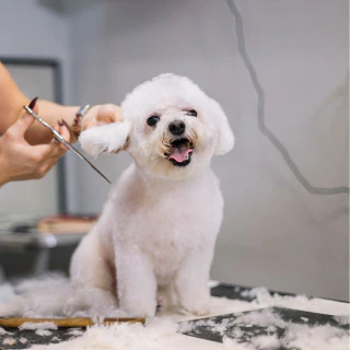 dog clipping and scissoring