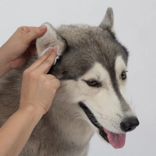 dog ear cleaning