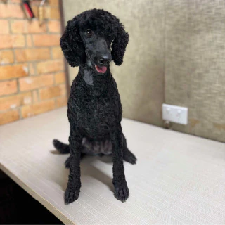 The same small dog after grooming, with a sleek and styled coat, at Kate’s Top Dog Grooming in Rosanna.