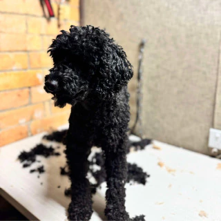 A small dog before a grooming appointment, with a matted coat, at Kate’s Top Dog Grooming in Rosanna.