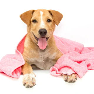 hygiene grooming for big or small dogs