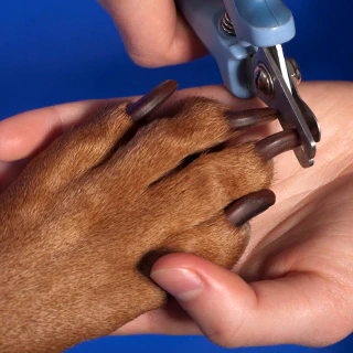 nail clipping for dogs
