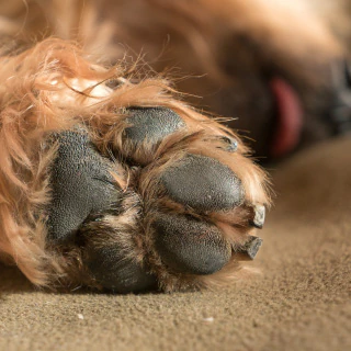 paw pad shaving